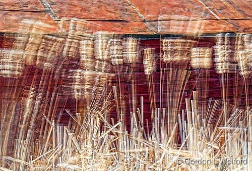 Blowing In The Wind_23124-7.jpg - Cattails photographed along the Rideau Canal Waterway at Smiths Falls, Ontario, Canada.